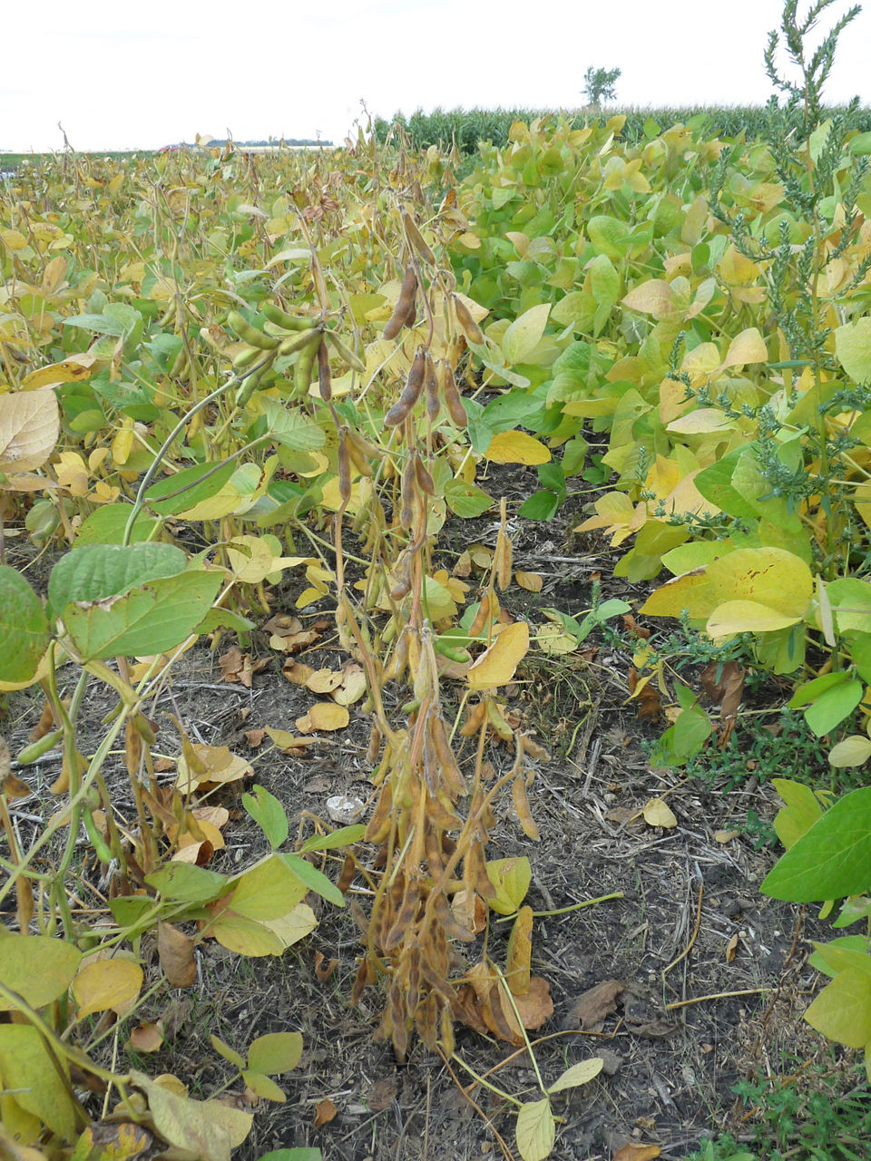 <p>Plant Common Name </p>