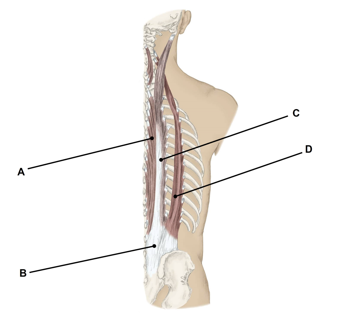 <p>A - <span>Splenius capitis</span></p><p>B - <span>Ligamentum nuchae</span></p><p>C - <span>Splenius cervicis</span></p>