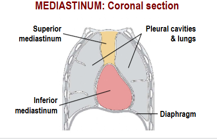 <p>Superior mediastinum, Pleural cavities and lungs, Inferior mediastinum, Diahphragm</p>