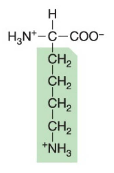 <p>What amino acid is this?</p>