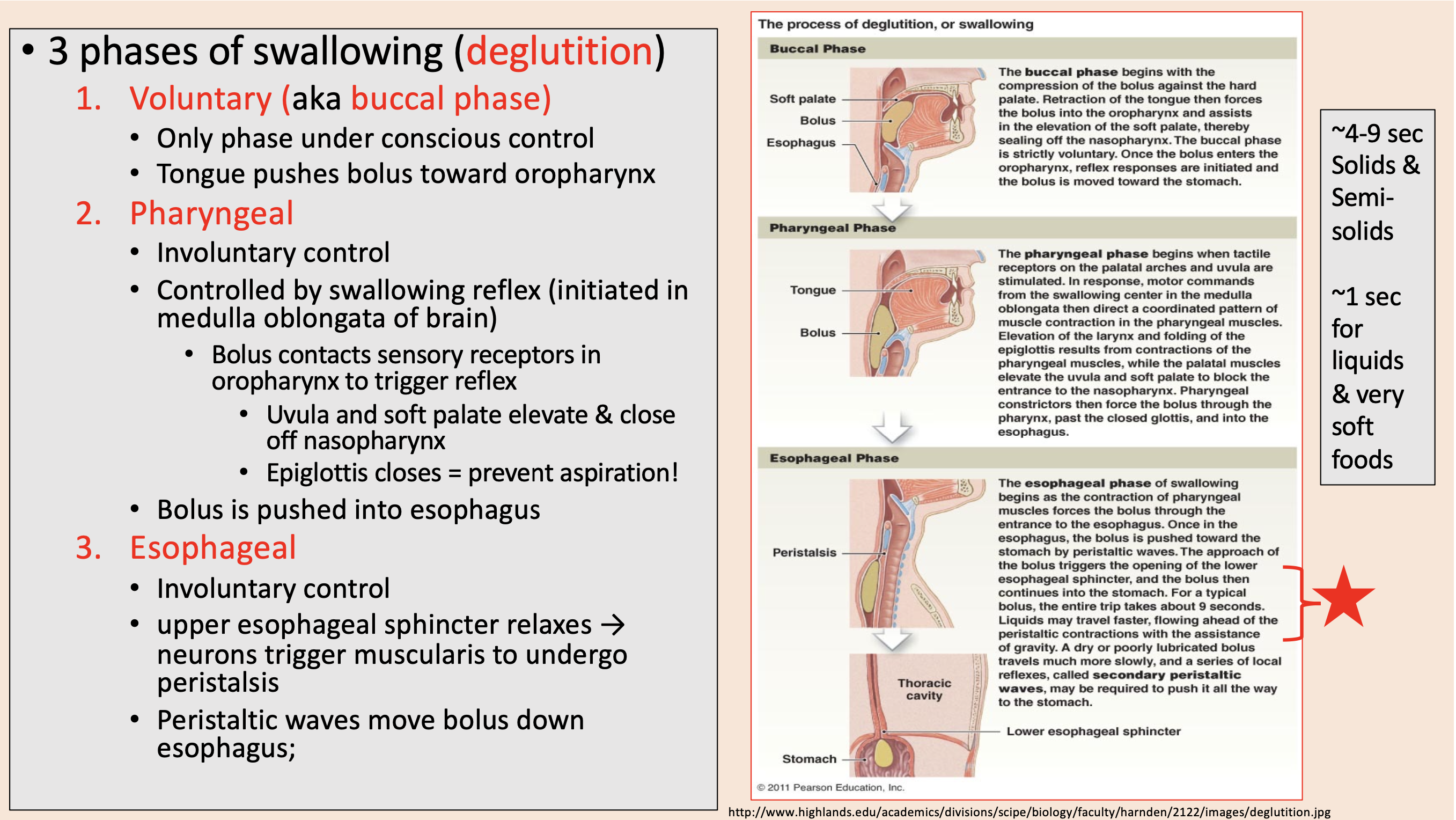 <p><span>prevent aspiration</span></p>