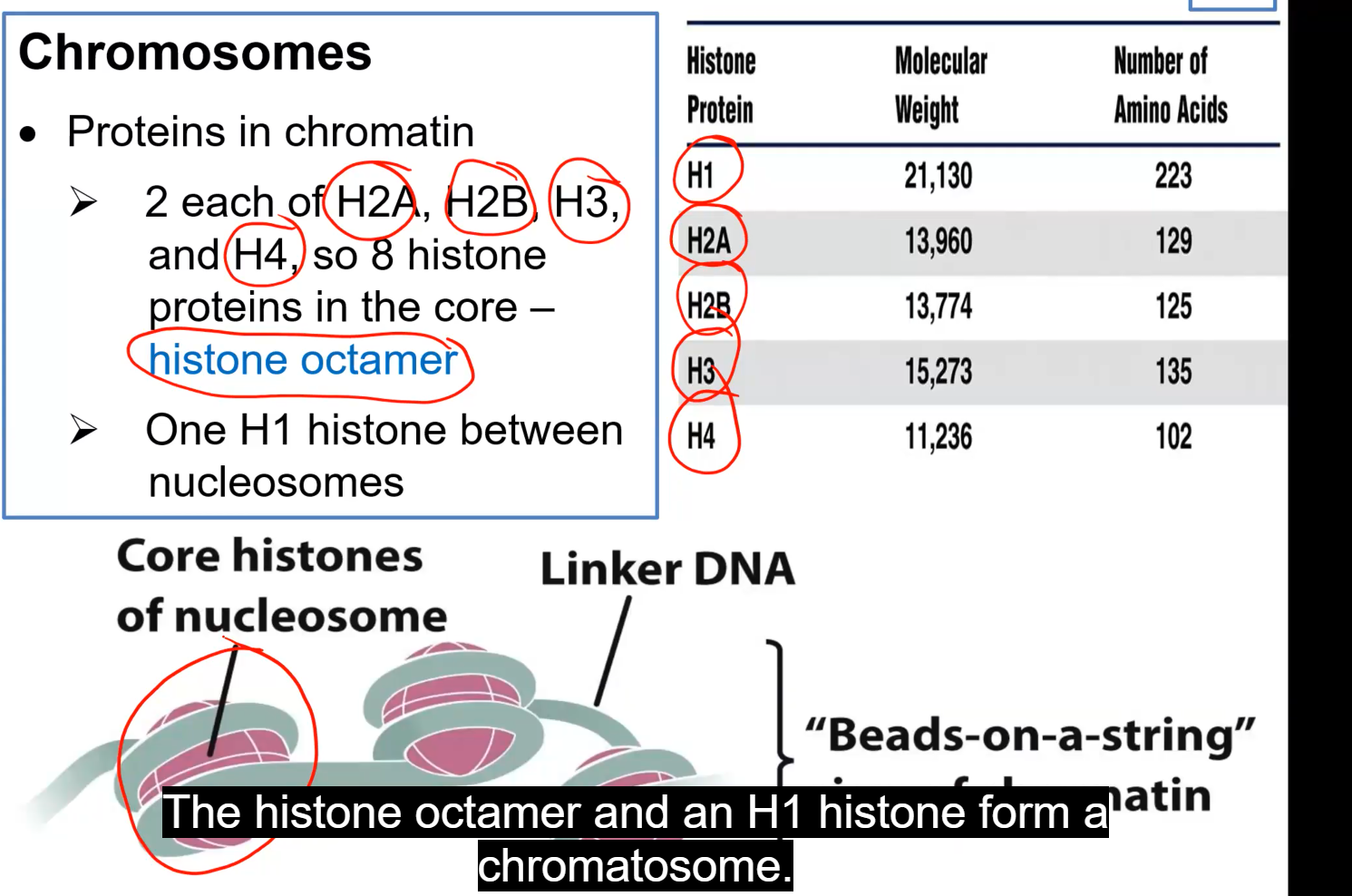 <p>2 each of H2A, H2B, H3, and H4 in the core, making a histone octamer</p><p>There is one H1 histone between nucleosomes</p><p>Interaction between histone positive amine group and negative DNA keep them tightly bound to eachother</p>