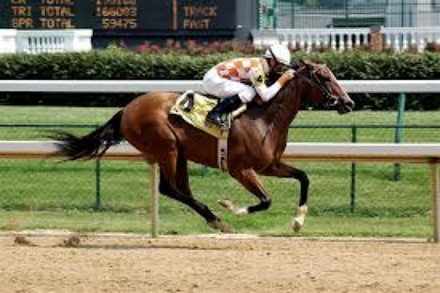 <p>Which horse breed is this?</p>