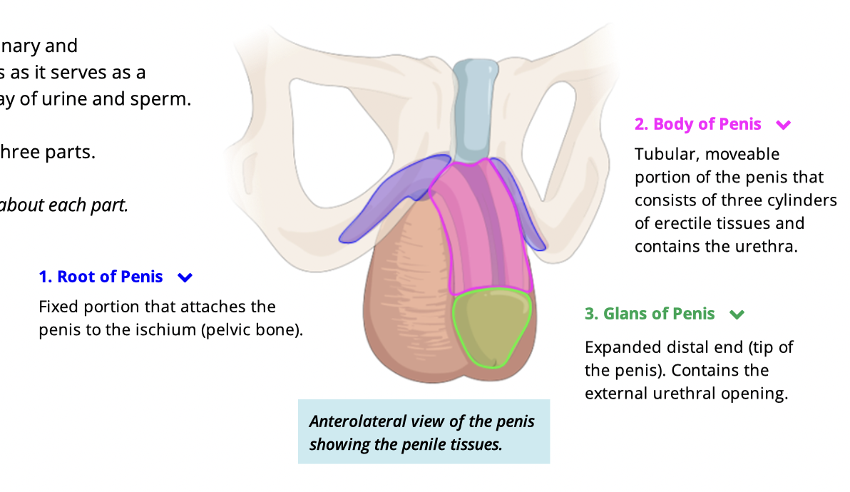 <ol><li><p>root of penis</p><ol><li><p>attaches penis to ischium </p></li></ol></li><li><p>body of penis</p><ol><li><p>moveable portion </p></li><li><p>consists of 3 cylinders of erectile tissue</p></li><li><p>contains the urethra </p></li></ol></li><li><p>glans of penis </p><ol><li><p>distal end (tip)</p></li><li><p>contains external urethral opening </p></li></ol></li></ol><p></p>