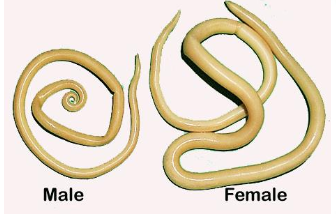 <p>what organism is this?</p>