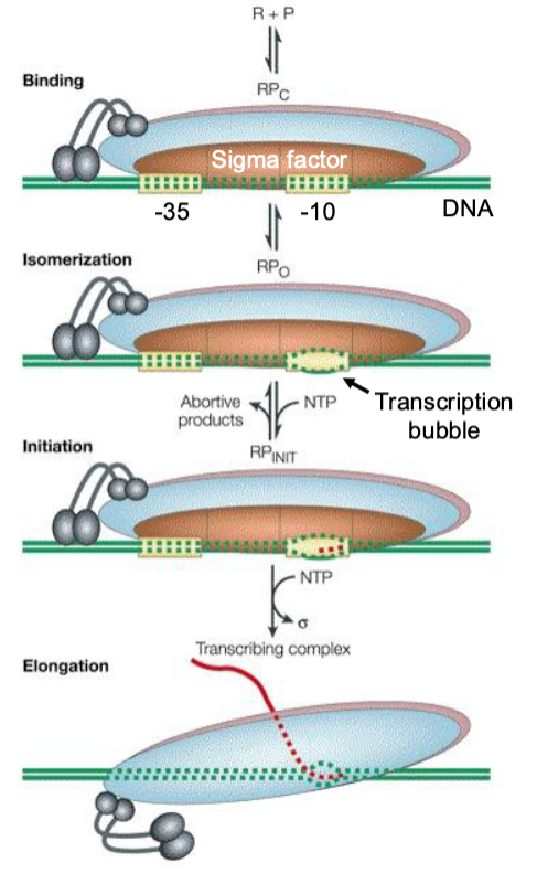 <p>promoter recognition (transcription initiation)</p>
