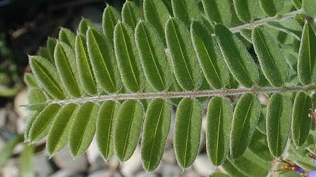 <p>lead plant</p>