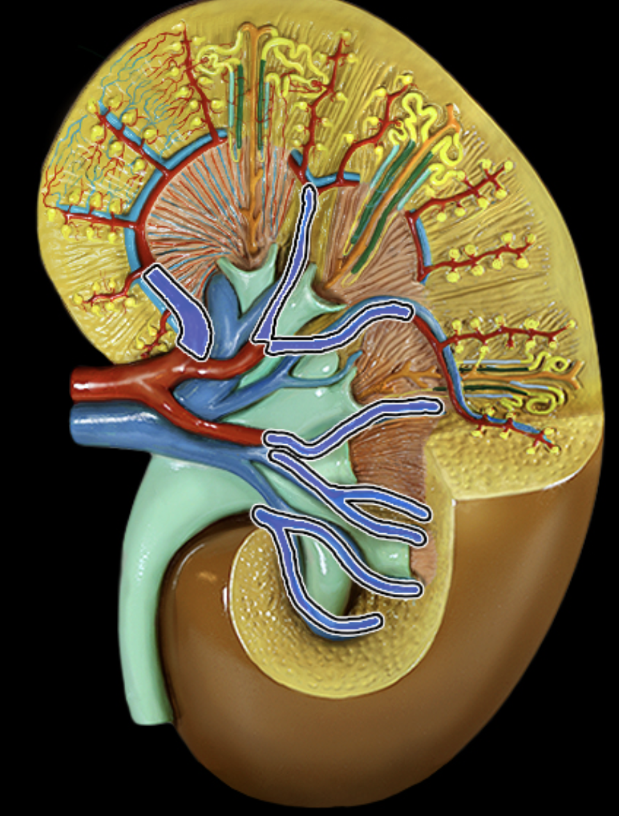 <p><strong>What structure is highlighted? </strong></p>