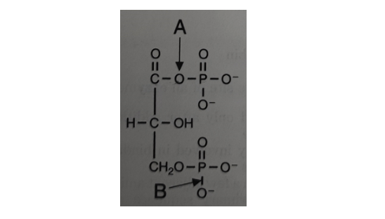 <p>The bond labeled A in the compound shown is:</p><p></p><ul><li><p><span>An ether</span></p></li><li><p><span>An anhydride</span></p></li><li><p><span>An ester</span></p></li><li><p><span>A phosphodiester&nbsp;</span></p></li></ul><p></p>