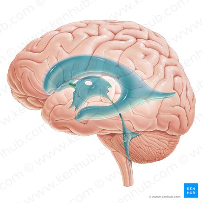 <p>kamrák közti lyuk (ventriculi laterales→ventriculus tertius)</p>