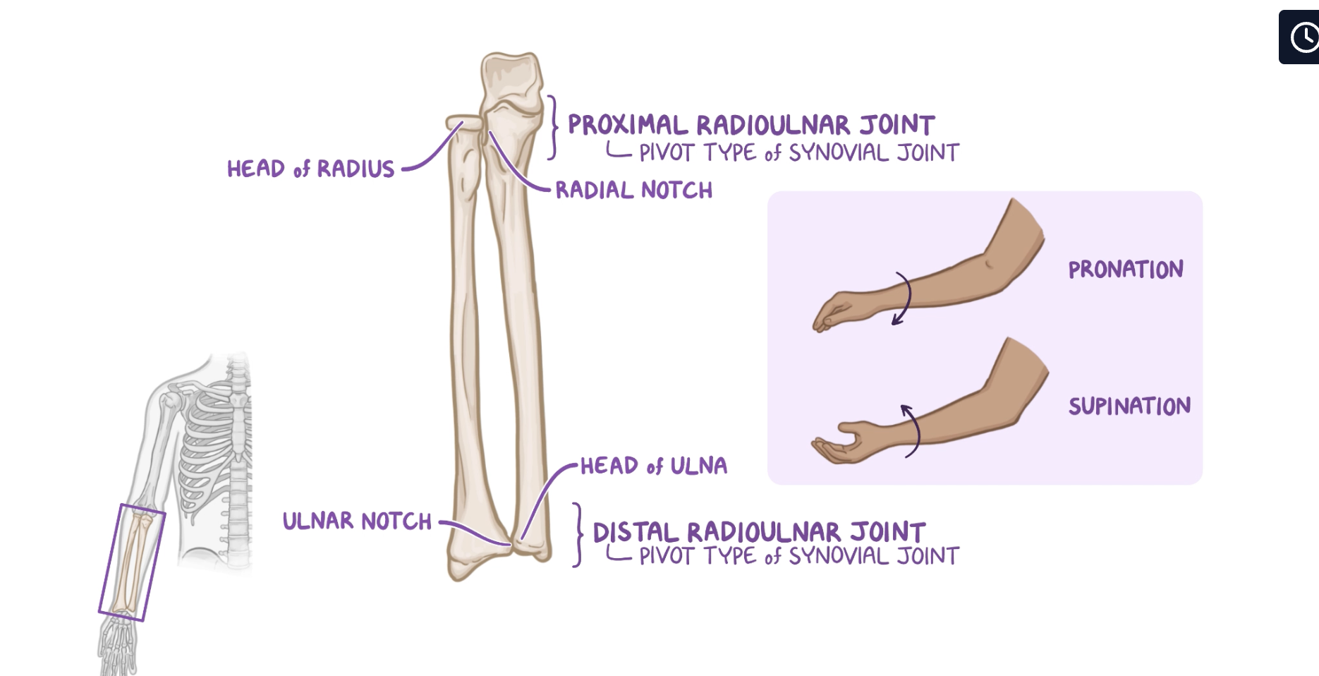 <p><strong>What are the proximal and distal radioulnar joints? <mark data-color="yellow" style="background-color: yellow; color: inherit;">**</mark></strong></p>
