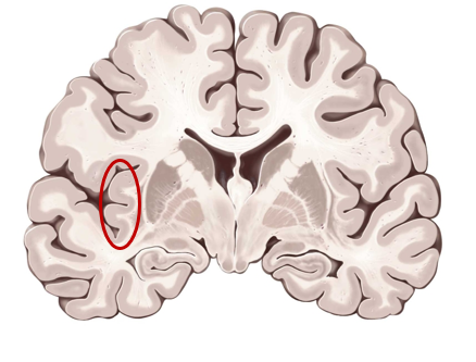 <p>what is this structure?</p>