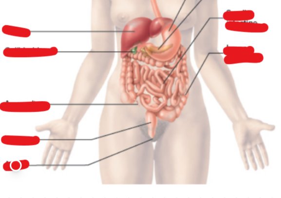 <p>Terminal opening of the digestive tract</p>