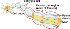 <p>Myelination increases speed of conductance</p><p>Myelination provides electrical insulation</p><p>In myelinated saltatory conduction (depolarisation at nodes of Ranvier) </p><p>In non-myelinated, depolarisation occurs along whole length of axon</p>