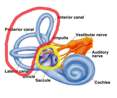 <p>This is what the semicircular canals and the vestibule are called together</p>