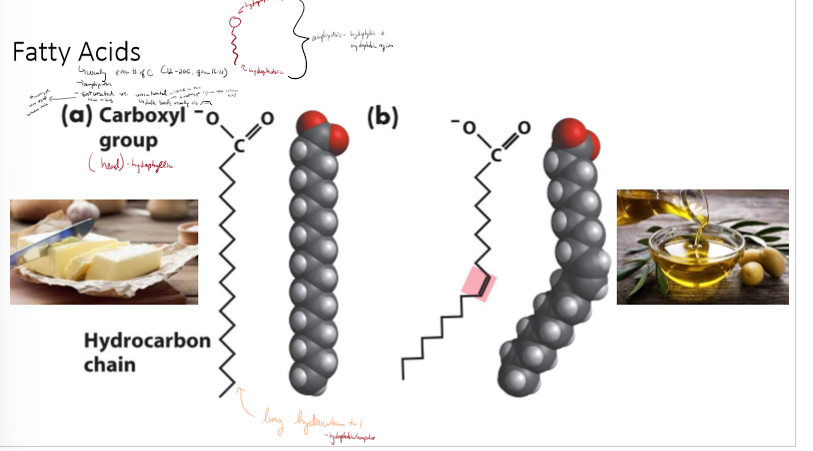 <ul><li><p>E source lipids </p></li><li><p>amphipathic (hydrophilic, polar head and hydrophobic nonpolar tail)</p></li><li><p>usually even number of carbons, 12 to 20 long</p></li><li><p>carboxyl group at head, hydrocarbon tail</p></li><li><p>saturated - alkane tail, more VDW interactions, higher meltin gpoint</p></li><li><p>unsaturated - tail has an alkene in it, usually cis, causing a kink. lower melting point</p></li></ul><p></p>
