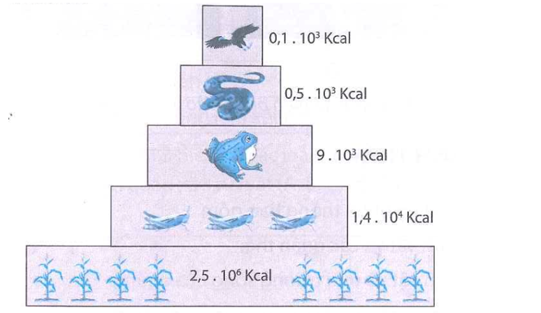 <p>điển hình</p>