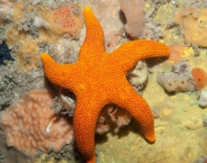 <p>ECHINODERMATA Many-spotted seastar</p>