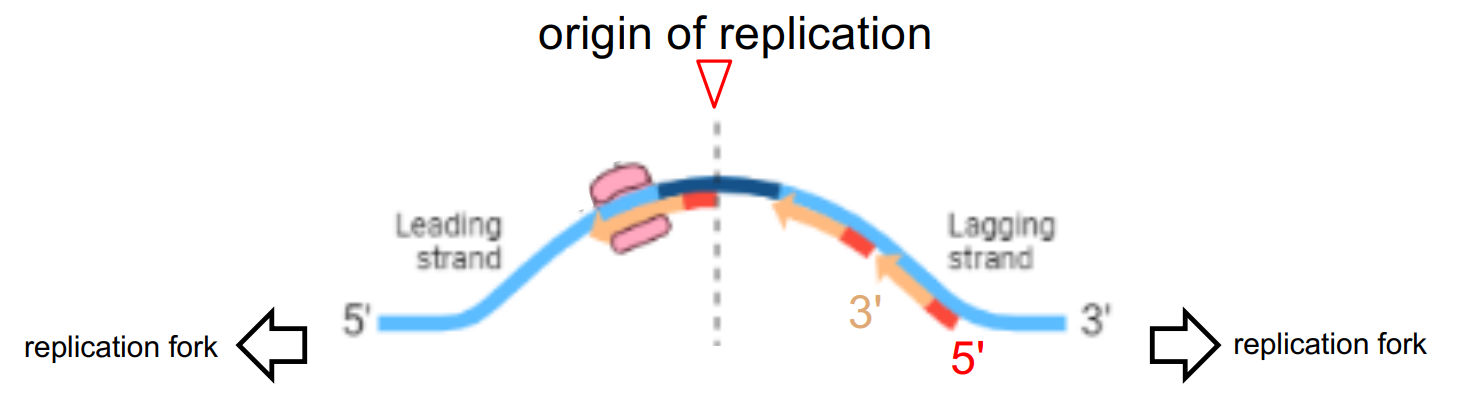 <p>just notice that:</p><ul><li><p>one side of ori is the synthesized leading strand, other side of ori is the synthesized lagging strand</p></li><li><p>DNA always synthesized from 5’ → 3’</p></li><li><p>leading or lagging strand is deter. by its synthesis relative to the direction the replication fork moves in</p></li></ul><p></p>