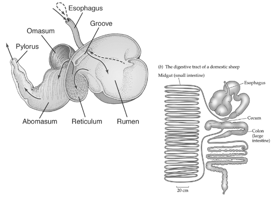 <p>Foregut = esophagus and stomach.</p><p>Ruminant mammals - herbivores</p><p>heterotrophic, fermenting microbes live in non-acidic fluid of enlarged rumen and help breakdown plant material. </p><p>Rumen - first chamber of stomach where fermentation takes place</p><p>Reticulum - 2nd chamber, 2nd largest. </p><p>Omasum - 3rd chamber, leaf-like folds, allow liquid and fine particle to filter through.</p><p>Abomasum - 4th chamber “true stomach”. Secretes acid and digestive enzymes. </p><p>Pylorus - valve at bottom of stomach, controls entrance into intestines.</p><p>Intestines</p><p>Often regurgitate matter from rumen to be rechewed and swallowed.</p>