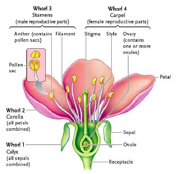 <p>Archaeplastida: Plantae: Tracheophyta: Spermatophyta: <strong>Angiospermae (4: structure of a flower: perfect, imperfect, complete, incomplete ) </strong></p>