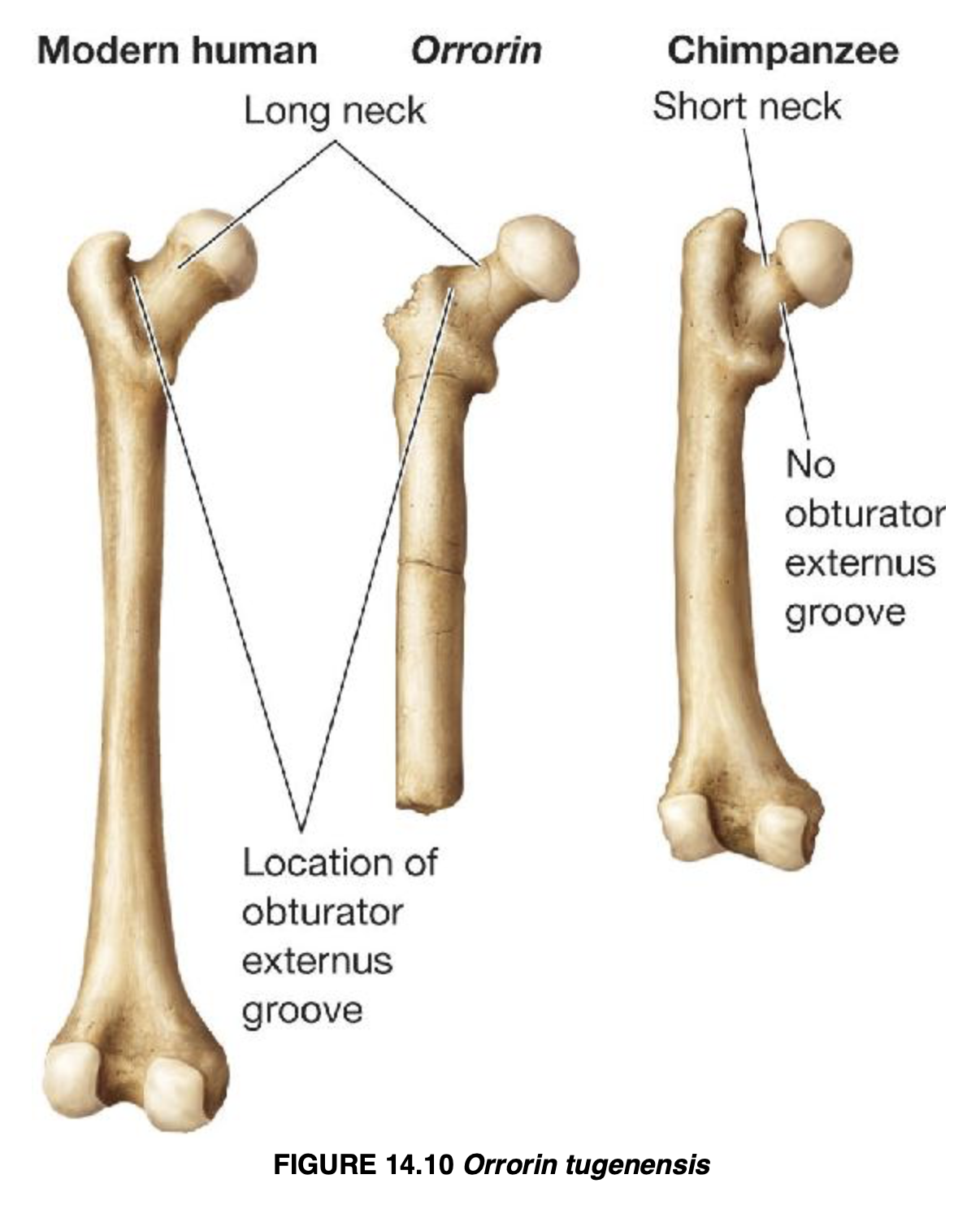 <p>Orrorin tugenensis</p>