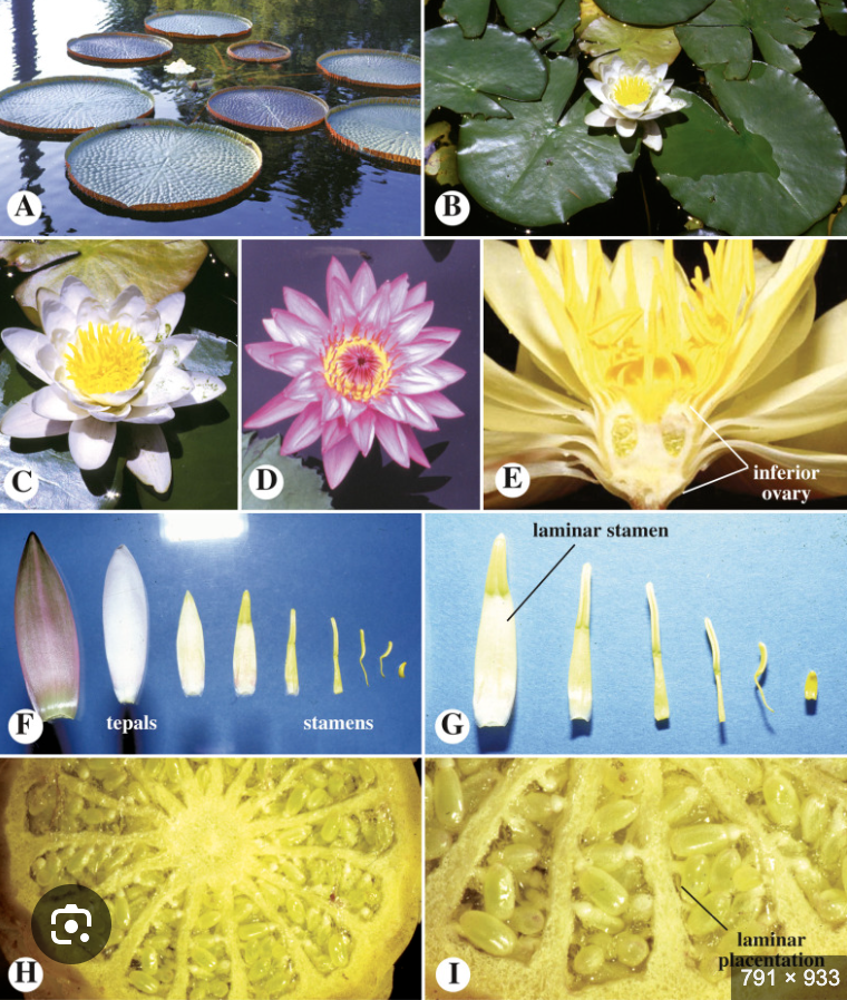 <ul><li><p>Aquatic herbs</p></li><li><p>Leaves floating</p></li></ul><p></p>