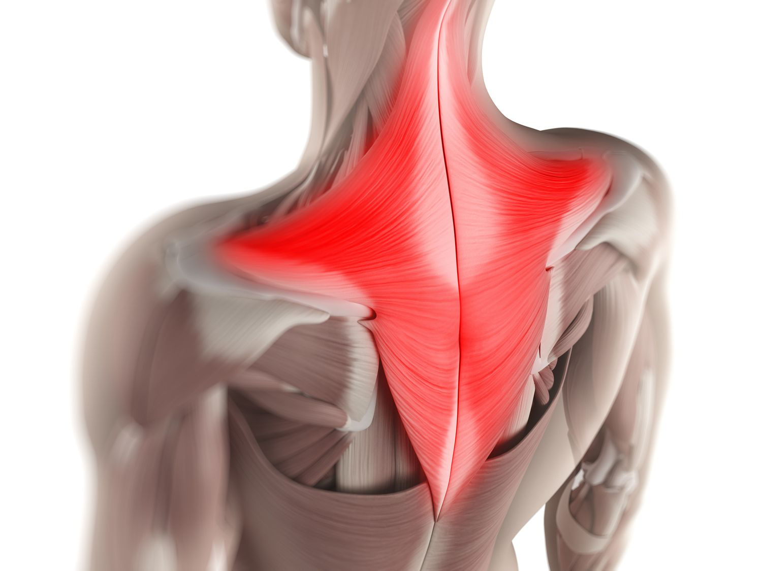 <p>diamond-shaped muscle from base of skull<strong>→</strong>middle back; stabilizes rotating shoulder blade, moves head/neck </p>