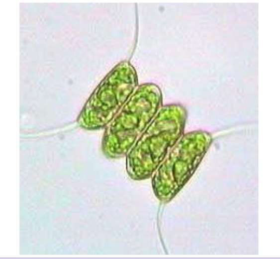<p>archaeplastida, chlorophyta (green algae)</p><p>desmid; unicellular, non motile</p>
