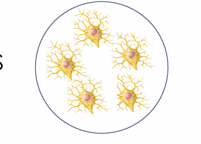 <ul><li><p>Ganglia (ganglion)</p></li></ul><p></p>