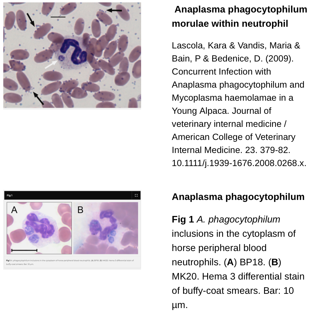 <p>The diagnosis of equine anaplasmosis relies on a combination of clinical suspicion, hematological changes, and confirmatory testing. Key diagnostic steps include:</p><ol><li><p class="preFade fadeIn"><strong>Blood Smear Examination:</strong> Peripheral blood smears can reveal morulae within neutrophils, which is pathognomonic for anaplasmosis. However, morulae may not be seen in every case, especially if the infection is in its early stages.</p></li><li><p class="preFade fadeIn"><strong>Complete Blood Count (CBC):</strong></p><ul><li><p class="preFade fadeIn"><strong>Thrombocytopenia:</strong> A marked decrease in platelets is a consistent finding, often resulting in clinical hemorrhage (e.g., petechiae).</p></li><li><p class="preFade fadeIn"><strong>Neutropenia:</strong> Low neutrophil counts are common, despite the presence of neutrophil inclusions.</p></li><li><p class="preFade fadeIn"><strong>Anemia:</strong> Mild, non-regenerative anemia may be seen, likely secondary to immune-mediated destruction or inflammation.</p></li></ul></li><li><p class="preFade fadeIn"><strong>PCR (Polymerase Chain Reaction):</strong> PCR testing can identify <em>Anaplasma phagocytophilum</em> DNA in whole blood, providing a highly specific and sensitive method for diagnosis, especially in the acute phase of the disease.</p></li><li><p class="preFade fadeIn"><strong>Serology:</strong> Serological testing (e.g., indirect fluorescent antibody [IFA] test) can detect antibodies against <em>A. phagocytophilum</em>. However, this method is more useful in confirming chronic infection, as antibodies take 1–2 weeks to develop.</p></li><li><p class="preFade fadeIn"><strong>Immunohistochemistry:</strong> In some cases, immunohistochemistry of tissue samples, such as spleen or liver, may confirm the presence of <em>A. phagocytophilum</em>.</p></li></ol><p></p>