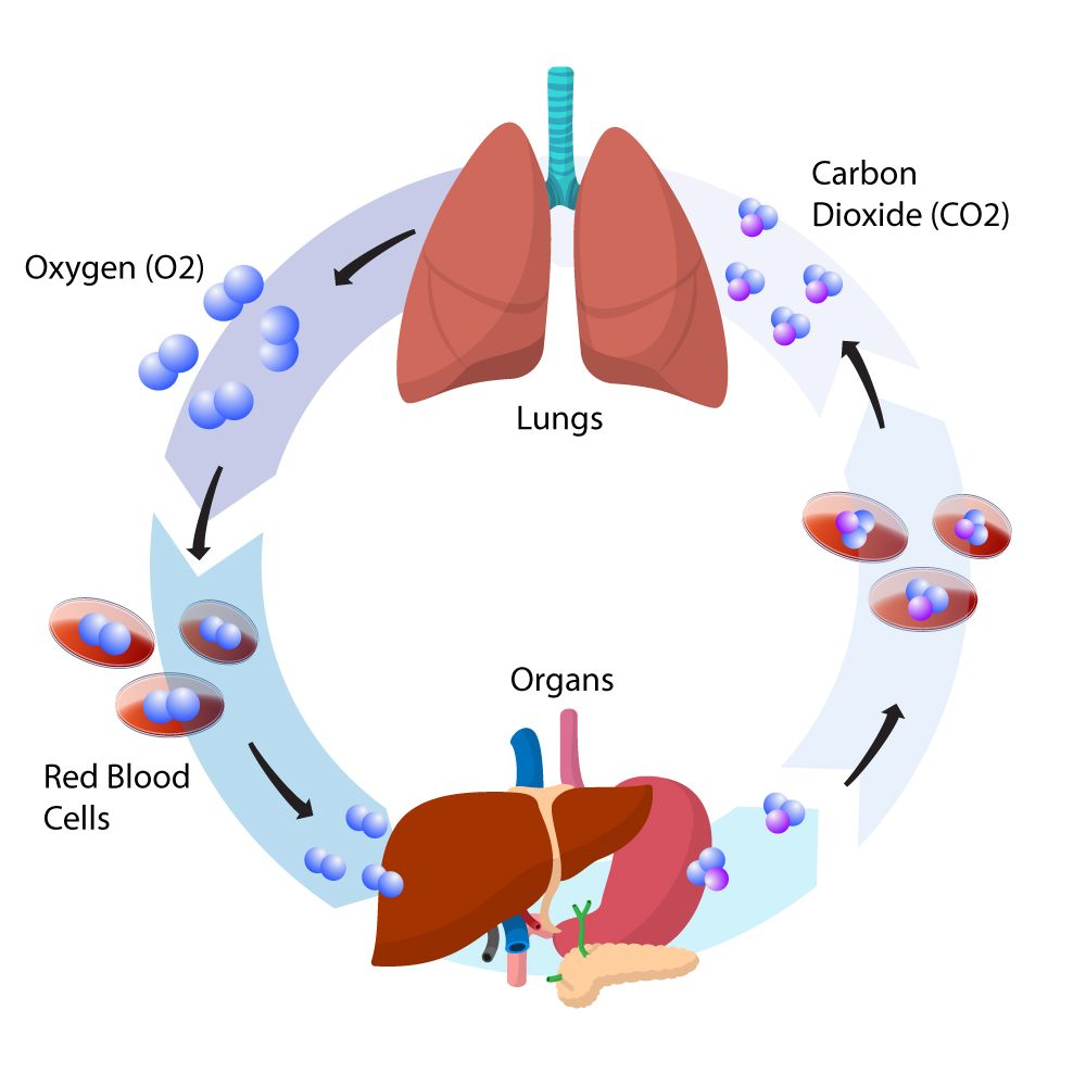<p>Alveolar Ventilation Rate - </p><p>important measure of the lungs ability to clear _____ from &amp; deliver ____ to the tissues</p>
