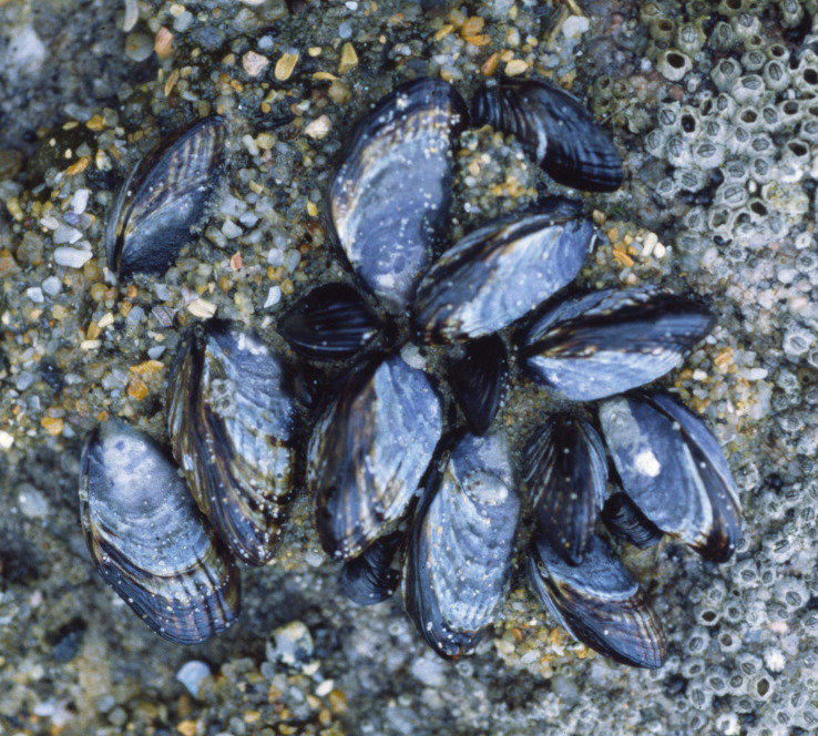 <p>California Mussel</p>