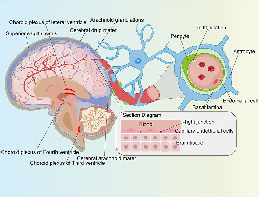 <p>what creates the blood-brain-barrier? what exactly is it </p>