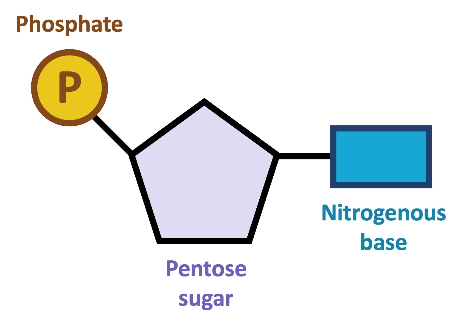 <p>the monomers of nucleic acids</p>