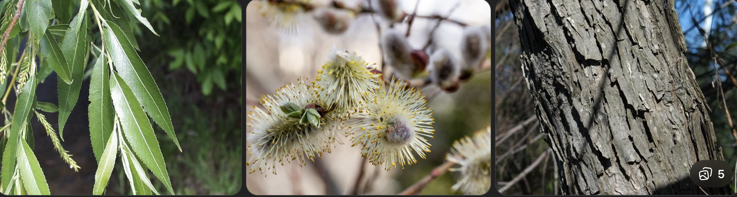 <p>Identify this tree</p>