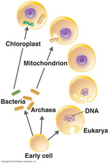 <p>Arose from serial endosymbiotic relationships between early prokaryotic cells 1.8 bya.</p>