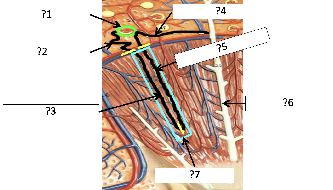 <p>7 Name the loop?</p>