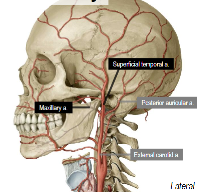 <p>Passes deep to mandible to enter deep face region</p><p>Terminal branch of ECA</p><p>Divided into 3 parts relative to the lateral pterygoid muscle</p>