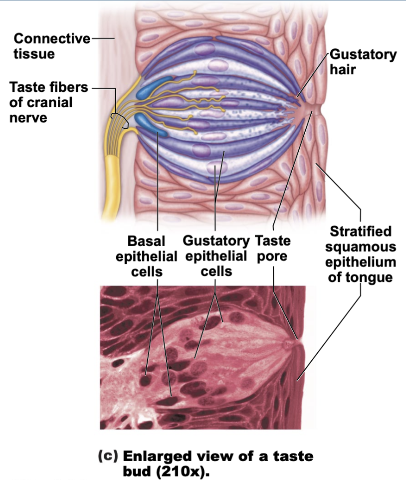 <p>basal epithelial cells </p>