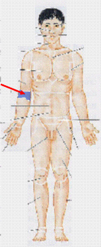 <p>front of elbow</p>