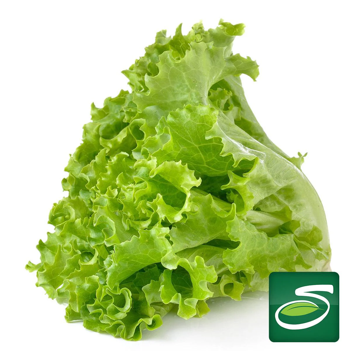 <p>lettuce</p>