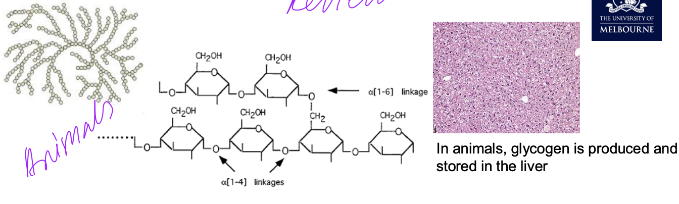 <p>• Often called “animal starch” due to the same molecular structure and easily degraded</p><p class="p1">• Polymer of glucose with α-1,4 and α-1,6 glycosidic bonds. α-1,6 glycosidic bonds produce branching at carbon 6</p><p class="p1">• Primary energy storage compound in animals, fungi, and bacteria</p>