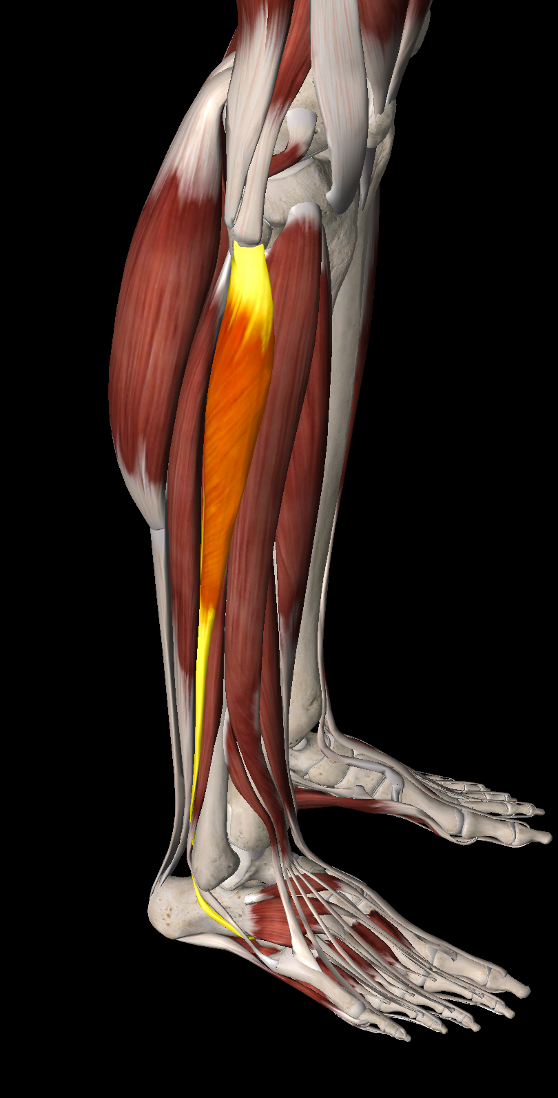 <p>What muscle is this?</p>