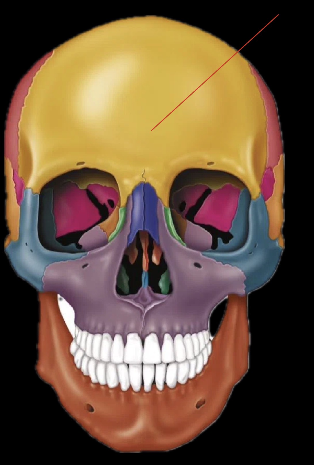 <p>what part of the skull is this?</p>