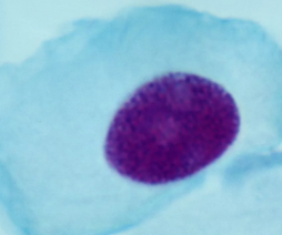 <ul><li><p>G1</p><ul><li><p>cell growing/maturing</p></li></ul></li><li><p>S</p><ul><li><p>DNA duplicated→ 46 chromosomes, 92 chromatids</p></li></ul></li><li><p>G2</p><ul><li><p>cells preps for division; duplicating centrosome and needed proteins</p></li></ul></li></ul><p></p>