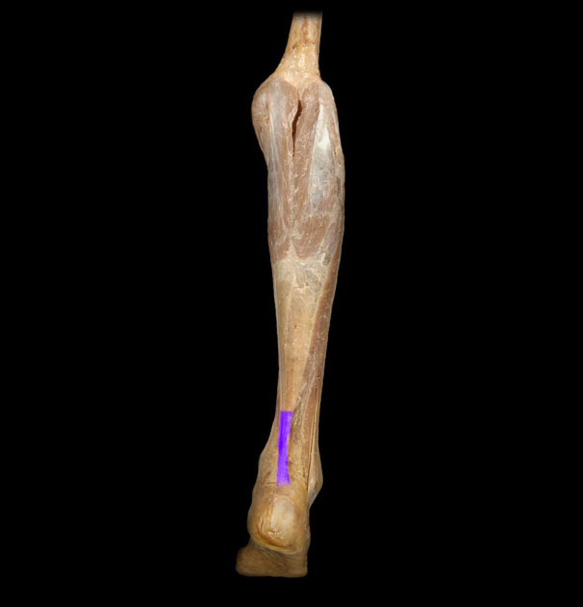 <p>Identification.</p>