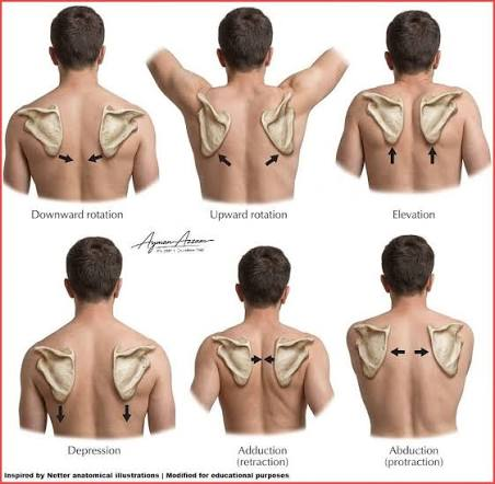 <p>Scapulothoracic Joint Movements</p><ul><li><p>Frontal Plane: Upward / downward Rotation, Elevation / Depression</p><ul><li><p>Up/down: Axis of Rotation is Anterior to Posterior</p></li></ul></li></ul><ul><li><p>Transverse Plane: Protraction (abduction) / Retraction (adduction)</p></li><li><p>Sagittal Plane: Upward / Downward tilt</p><ul><li><p>Upward tilt: When inferior angle pops up/off the ribs</p></li><li><p>Downward tilt: When inferior angle pushes down &amp; in</p></li><li><p>The inferior angle is the reference</p></li></ul></li></ul><p></p>