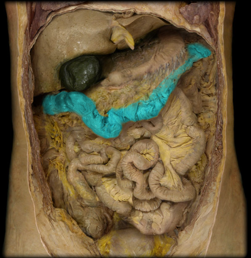 <p>runs from right to left side of body</p>