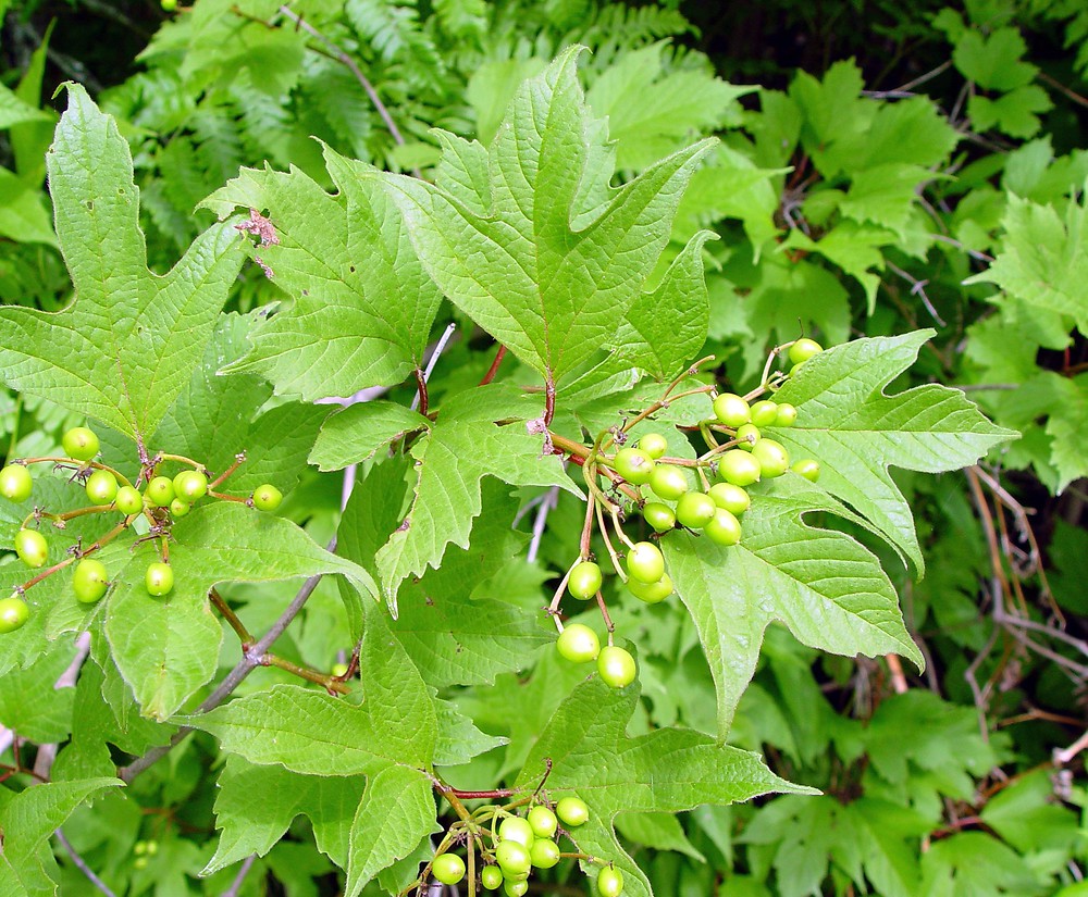 <p>Vibernum trilobum</p>